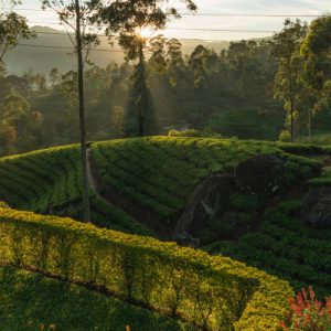 Ceylon Tea Trails, Hatton